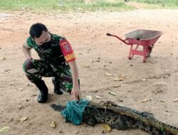 Kerap Terkam Hewan Ternak, Bersama Warga Babinsa Koramil Sangatta Lumpuhkan Seekor Buaya