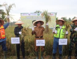 Ketua DPRD Kutim Ikut Panen Raya