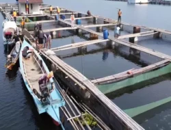 Pemkab Kutim Siapkan Program Rehabilitasi Tambak dan Bantuan Budidaya 2025