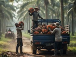 Petani Sawit Swadaya di Kutim Perlu Masuk Kelembagaan untuk Akses PSR